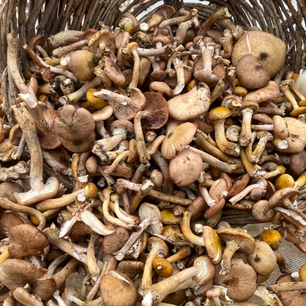 【早市常专属】东北头茬干榛蘑25年新货大自然馈赠