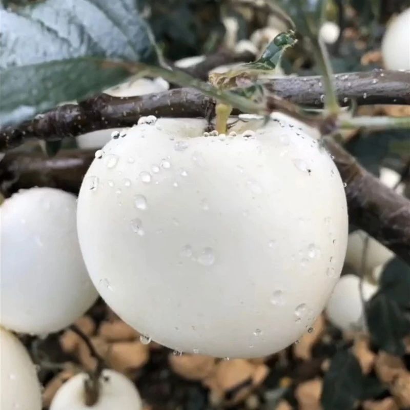 嫁接白苹果树苗富士白肉盆栽地栽高原白钻当年结果苗南方北方种植