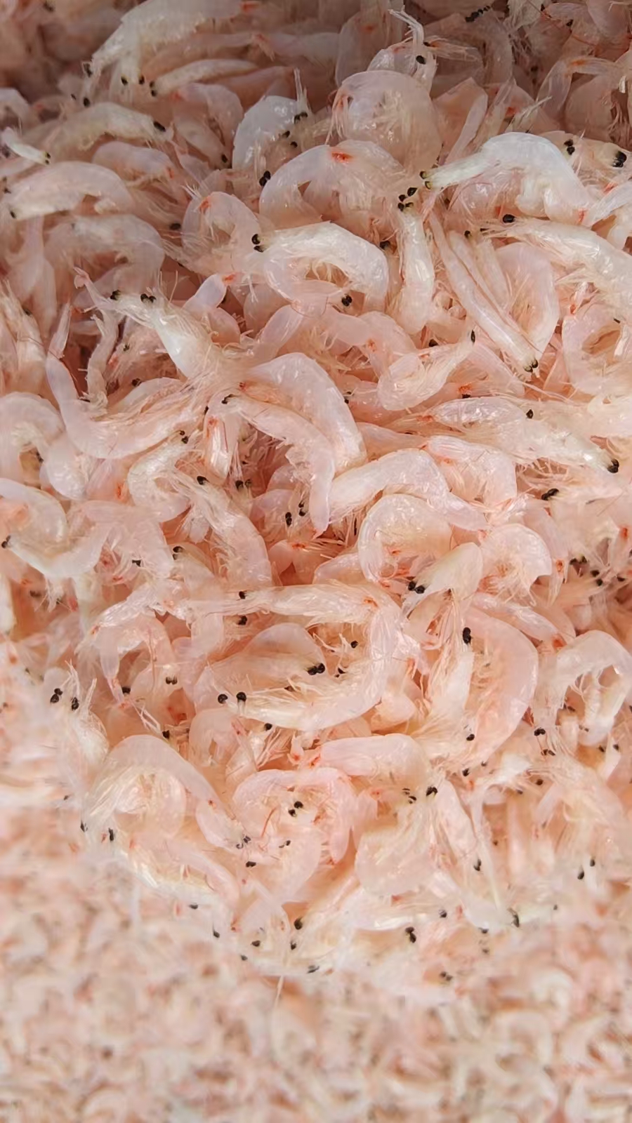 (主播推荐）福建特产新鲜虾皮1斤3斤 顺丰快递