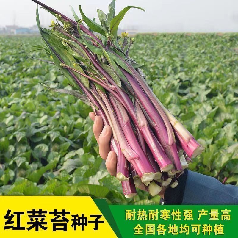 四季种植正宗红菜苔种子四季高产南方广东菜心种籽早熟耐蔬菜种子