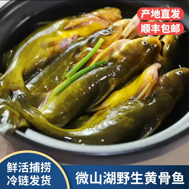 野生黄辣丁新鲜活鱼宰杀净膛去内脏黄骨鱼黄颡鱼昂刺鱼噶古鱼顺丰