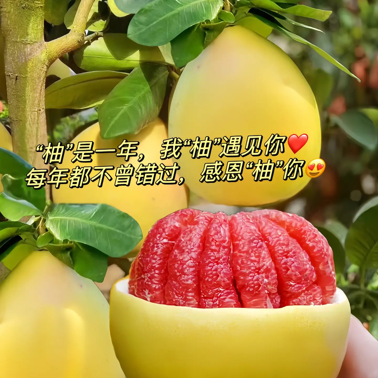 【产地直发】福建平和老树三红蜜柚新鲜孕妇水果（到家放三五天更佳）