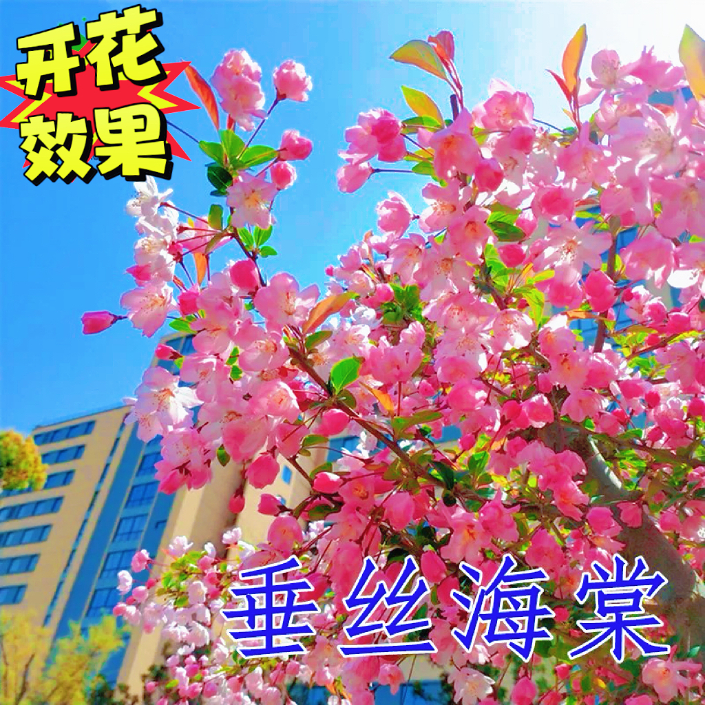 海棠花树矮化盆栽适合庭院地栽阳台种植耐寒耐热南北方都可种植