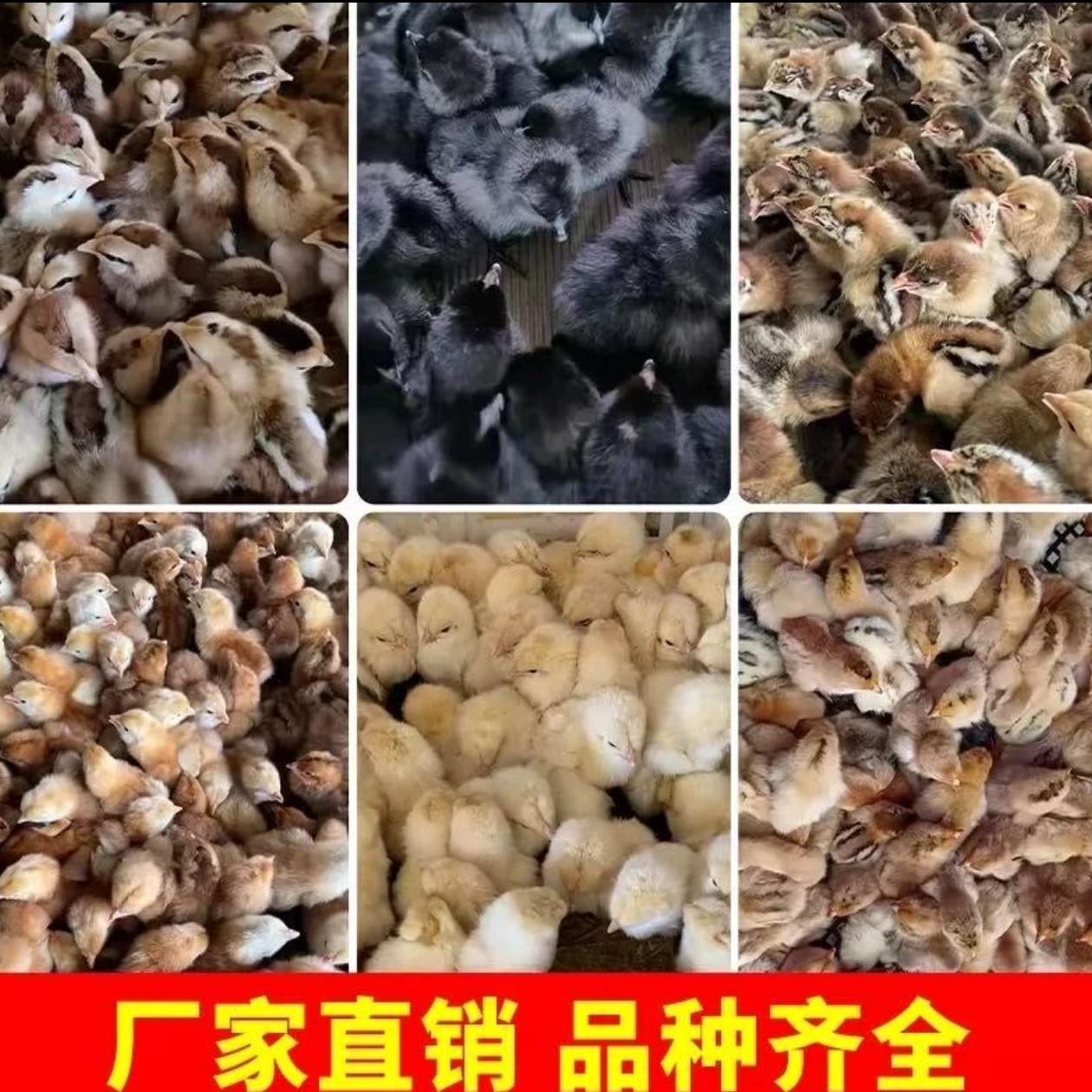 宠物鸡五黑鸡黑凤鸡家养宠物鸡可爱