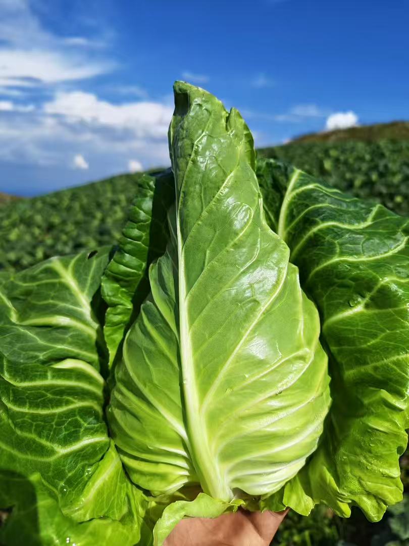 贵州威宁露天新鲜生态牛心菜白菜卷心菜莲花菜包菜直发生鲜蔬菜