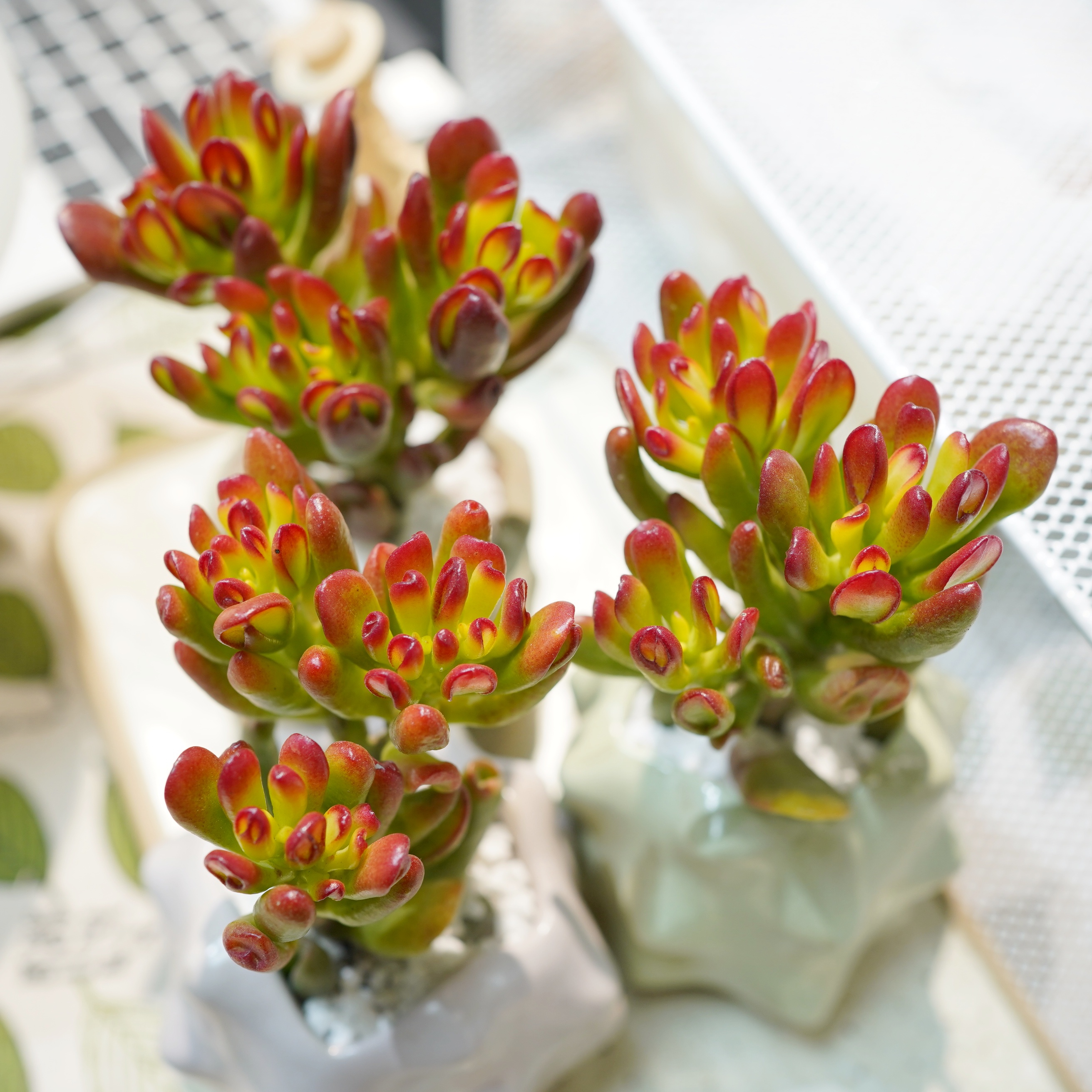 招财猫老桩多肉耐干寓意好多头阳台桌面年宵花新手养护易养易活