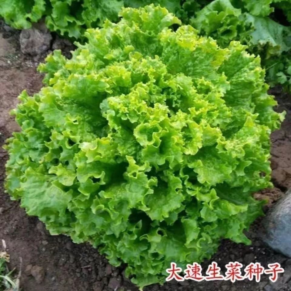 美国大速生菜种子四季播种生菜易种植可盆栽生吃蔬菜种子耐热耐寒