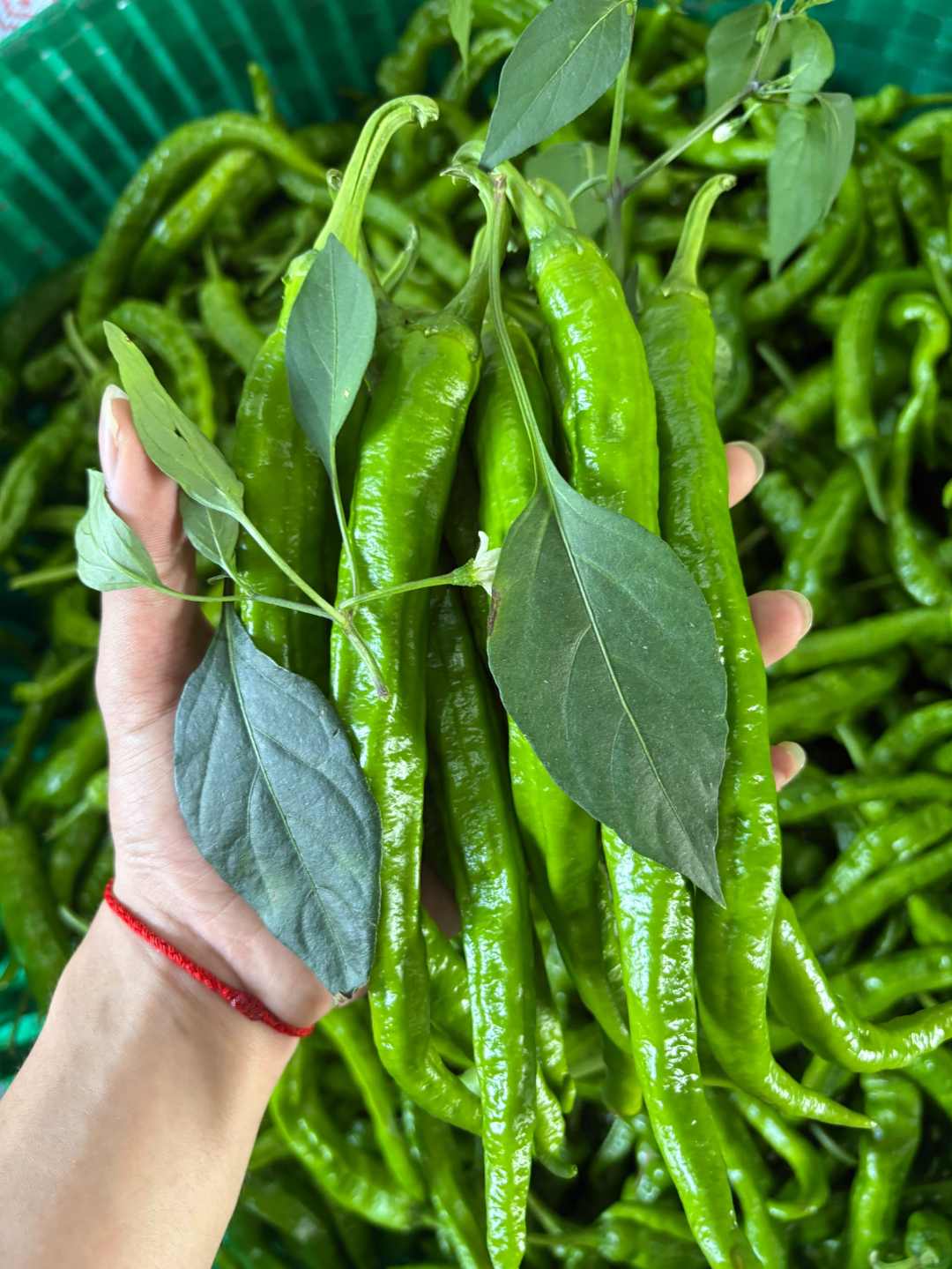 湖南本地现摘软皮薄皮炒肉正宗产地直发辣椒新鲜现摘现发青椒