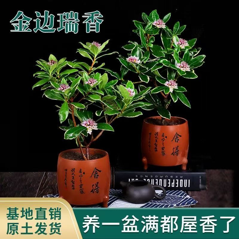 金边瑞香盆栽浓香型耐寒带花苞室内四季开花观花浓香型盆栽花植物