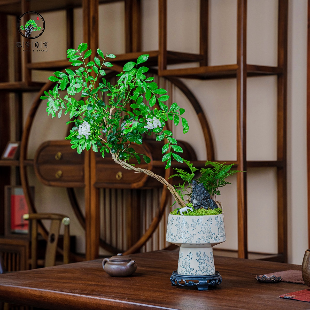 【九里飘香】天青色青花瓷盆九里香室内盆景好养办公室客厅四季常青