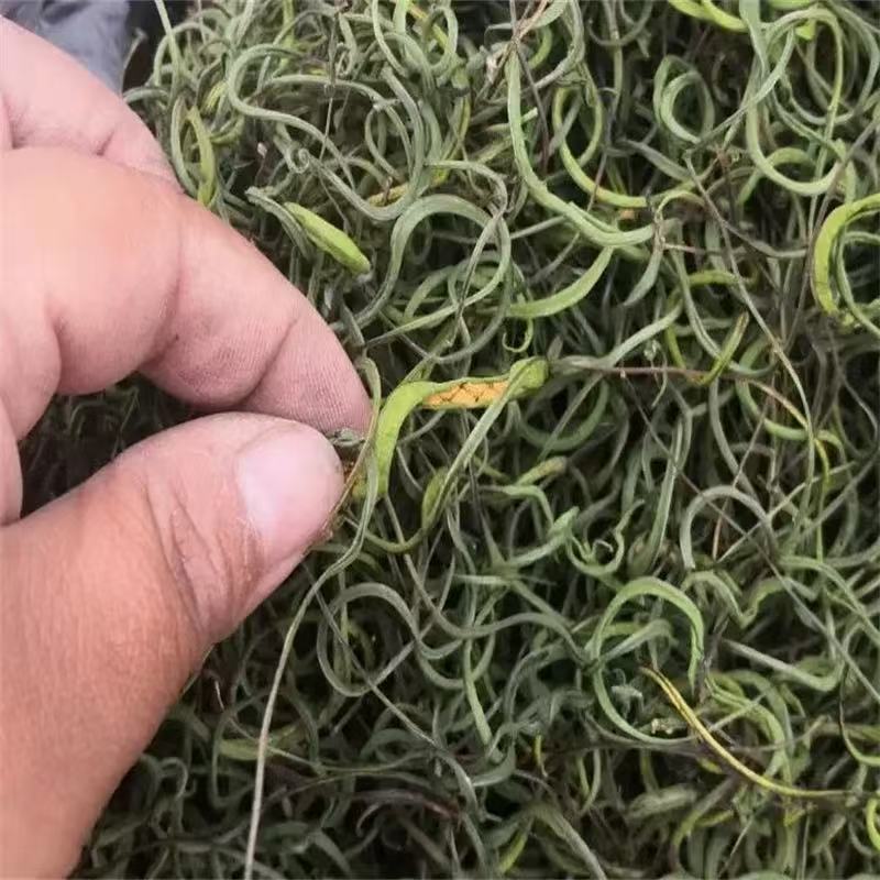 【云南生态溯源】化石草