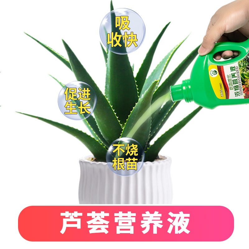 芦荟专用营养液肥料治黄叶烂根室内芦荟营养液植物万年青烂根黄叶