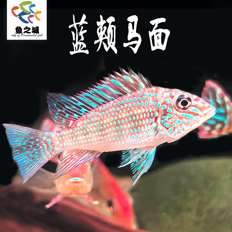 蓝颊马面温和食土鲷可清洁底砂关刀鱼热带淡水观赏鱼白子关刀鱼