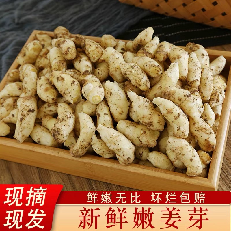 山东现挖嫩姜芽泡姜凉拌腌制小嫩姜芽农家自种带泥优质嫩姜泡仔姜