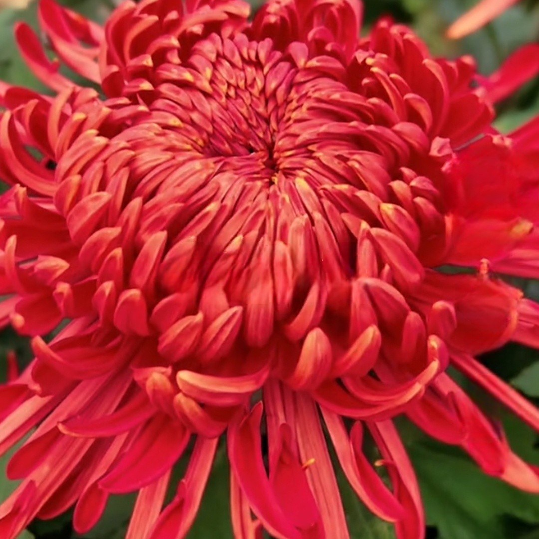 盘龙圣火好养耐寒菊花苗盆栽适用于庭院阳台室内种植