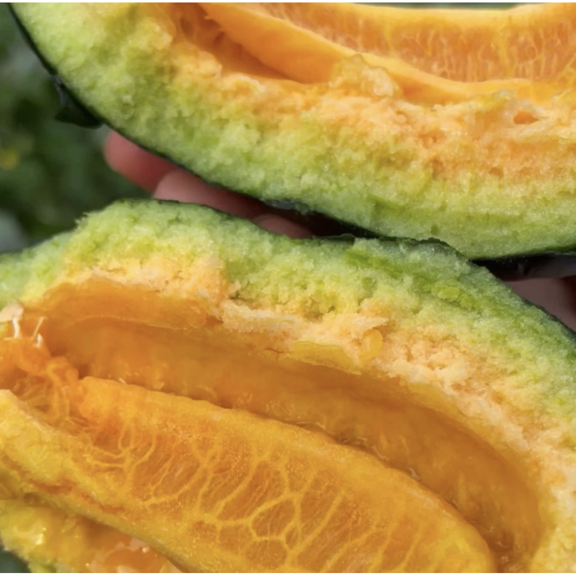 【黑皮黄皮面瓜种子】阳台小院地栽甜如蜜汉唐香甜