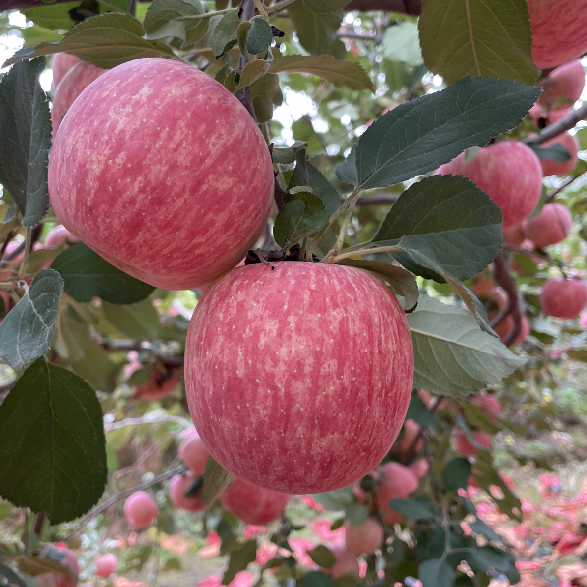 陕西白水红富士苹果皮薄汁多脆甜可口