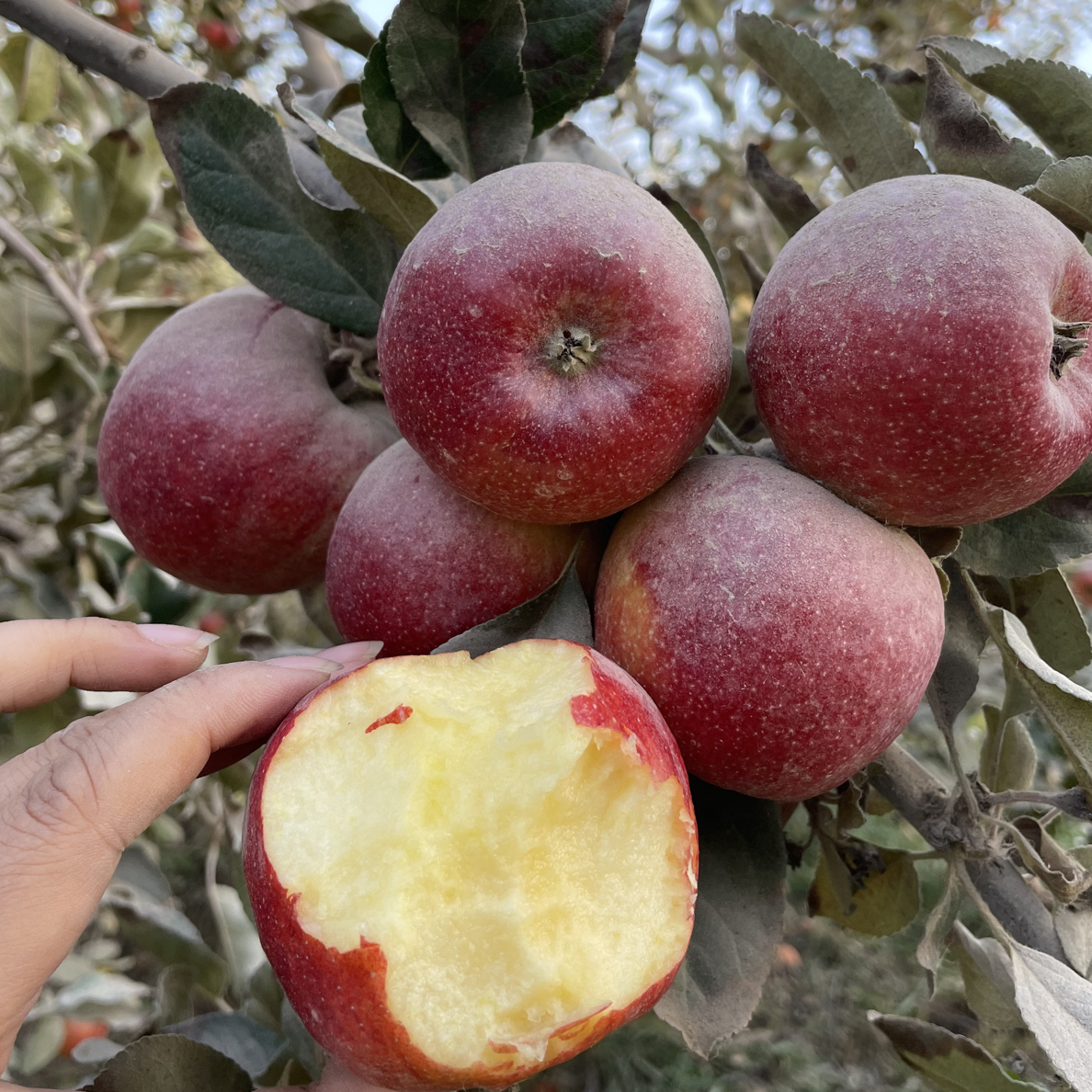 新疆喀什暧妃苹果新西兰引种品种原生态种植带土带沙发货新疆直发