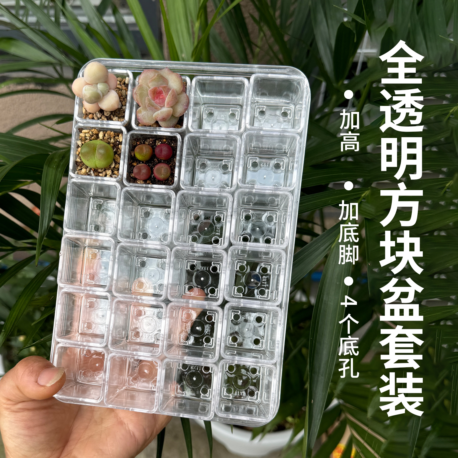 迷你拇指方形透明塑料多肉花盆透气控根适合育苗种植