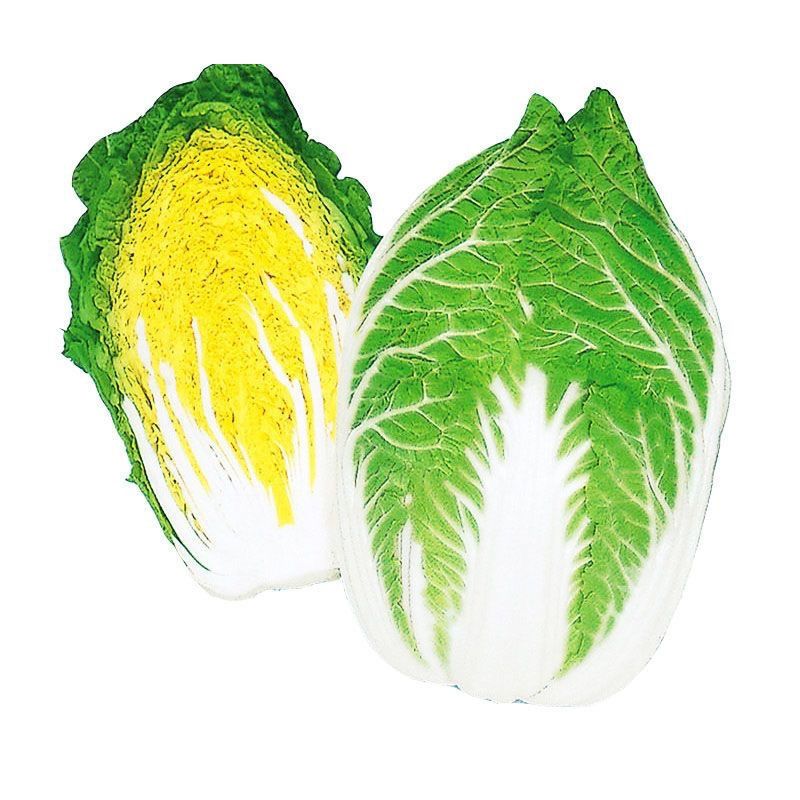 黄心大白菜苗娃娃菜包心菜秧苗耐寒易活抗病高产菜苗