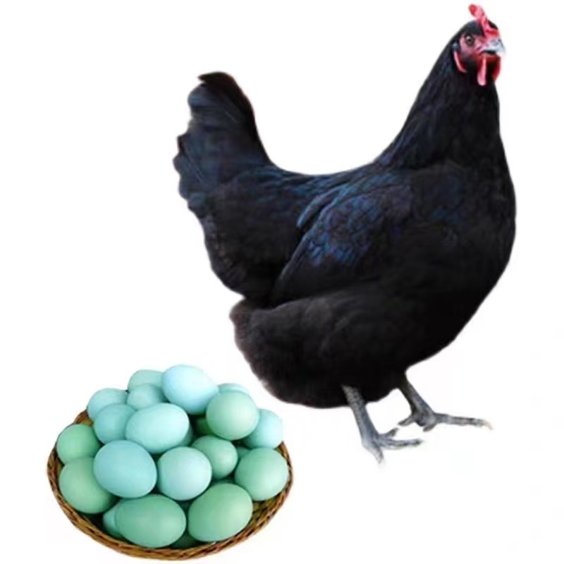 到手12只黑风鸡大品种宠物活体包邮