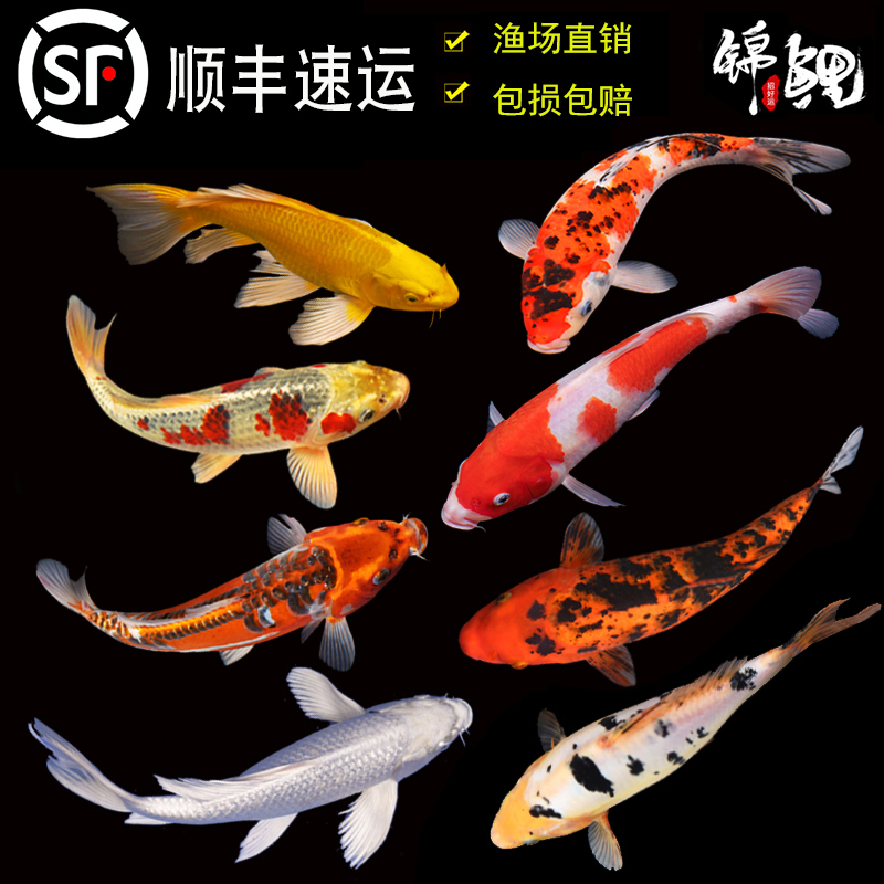 顺丰锦鲤鱼活鱼观赏鱼纯种大型红白冷水淡水好养耐活金鱼红鲤鱼