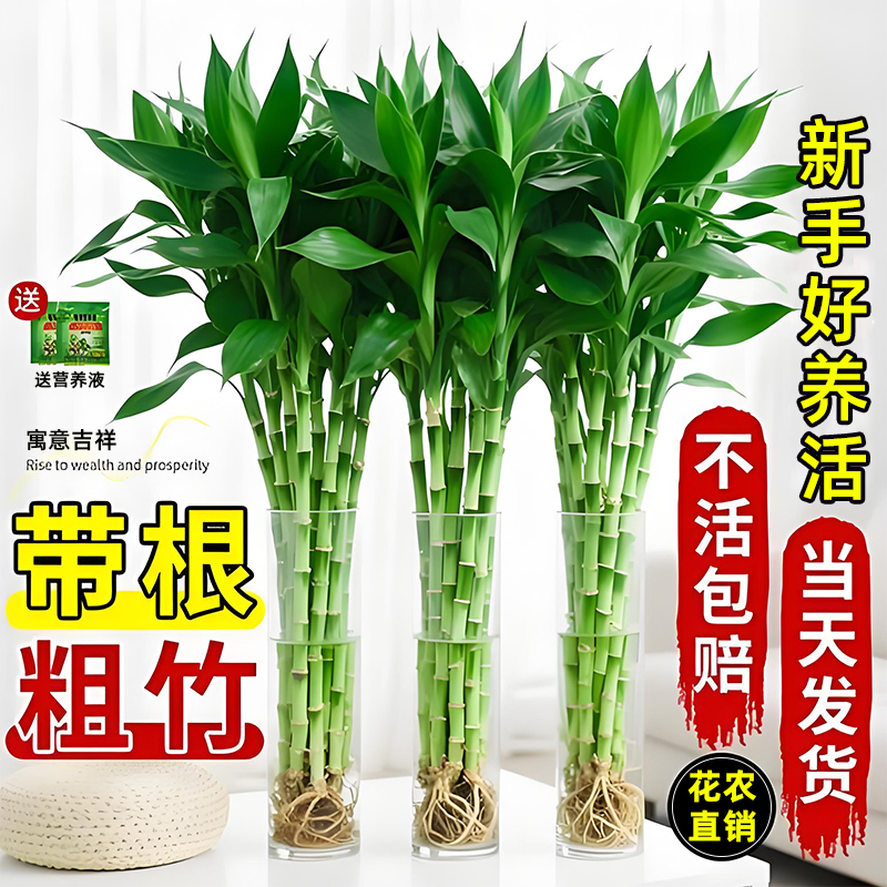富贵竹水培植物水养绿植发财竹带根室内盆栽客厅招财转运竹子粗