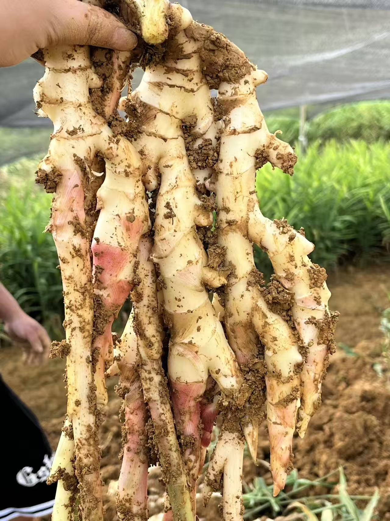 农家自种新鲜嫩姜红芽子姜当季现挖腌制开胃食用生姜