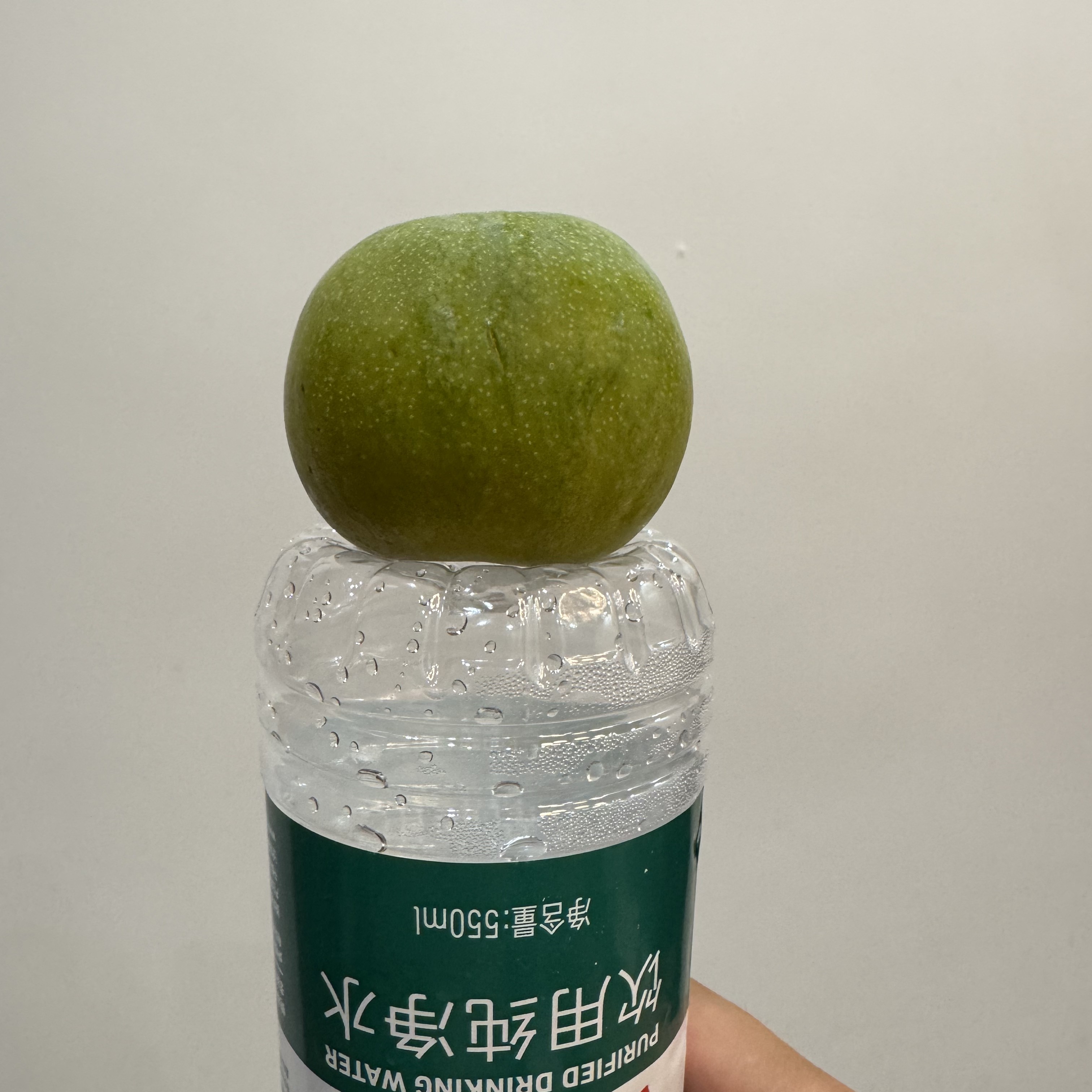 平顶大青脆李嫁接苗