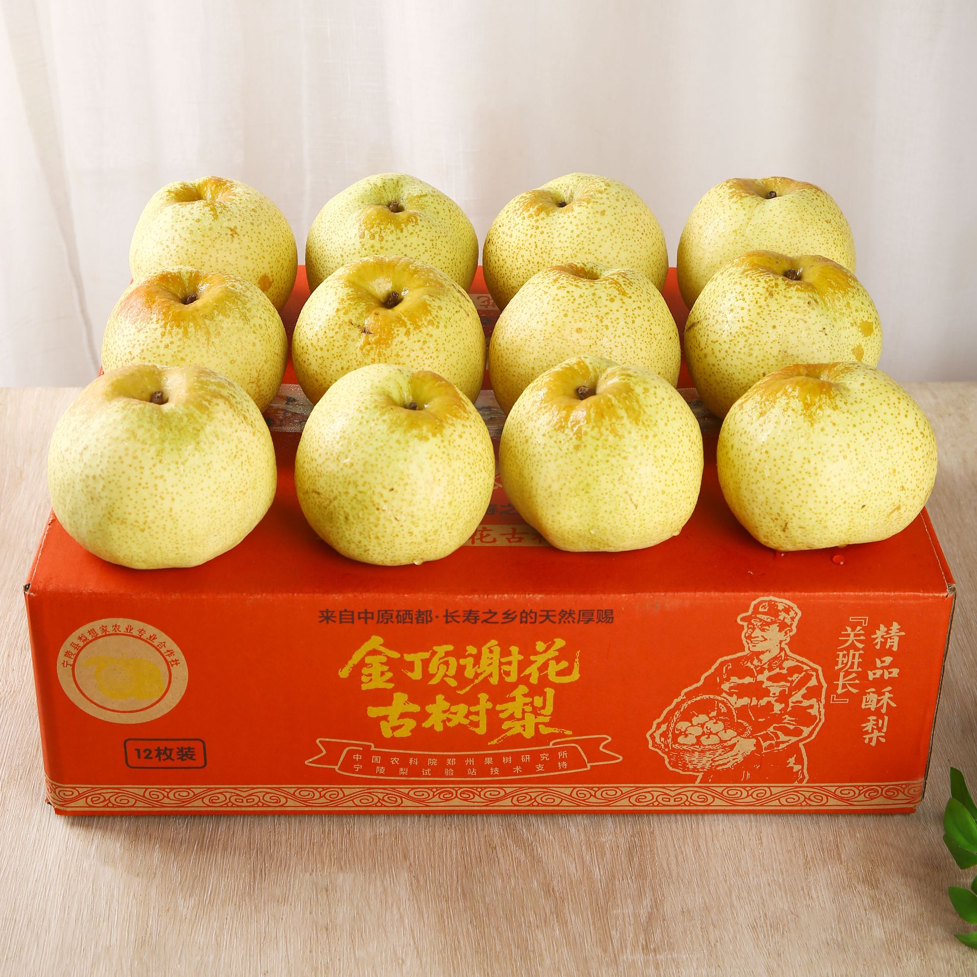 百年古树宁陵金顶谢花新鲜酥梨应季水果皮薄多汁脆甜可口