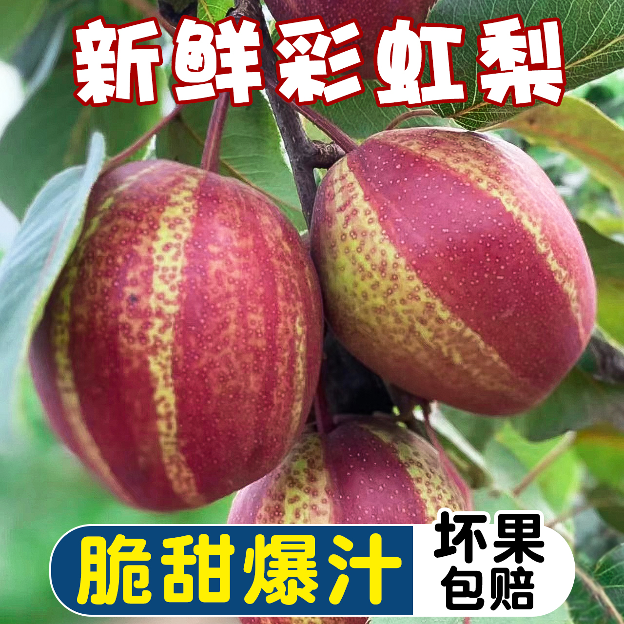 （卓影甄选）陕西彩虹梨应季水果脆甜多汁3/5/9斤装  坏果赔付