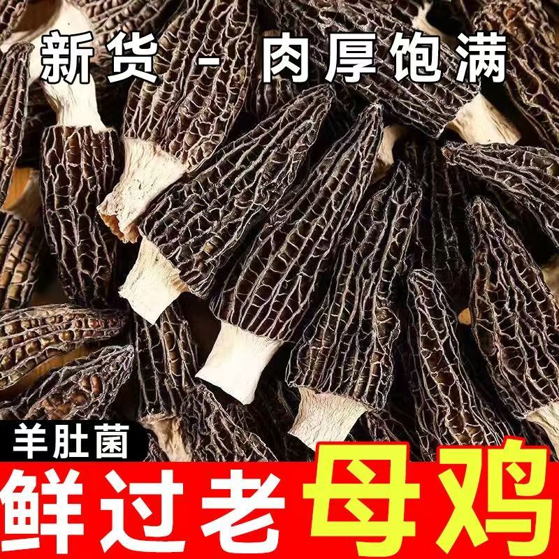 云南高山羊肚菌干货营养丰富香味足适合炖汤滋补