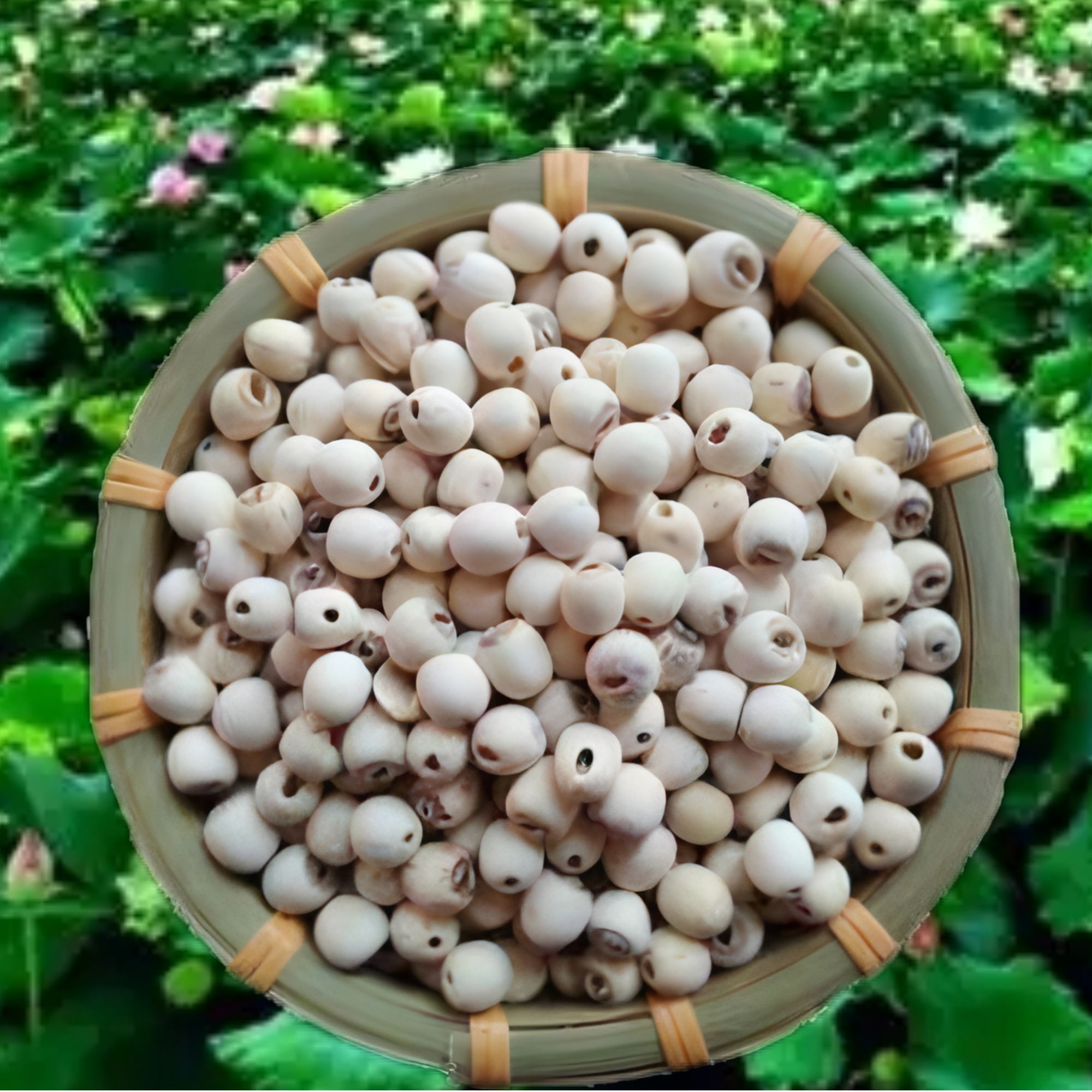 优选去芯湘潭寸三莲湖南白莲新货农家现卖粉糯莲子干货干莲子