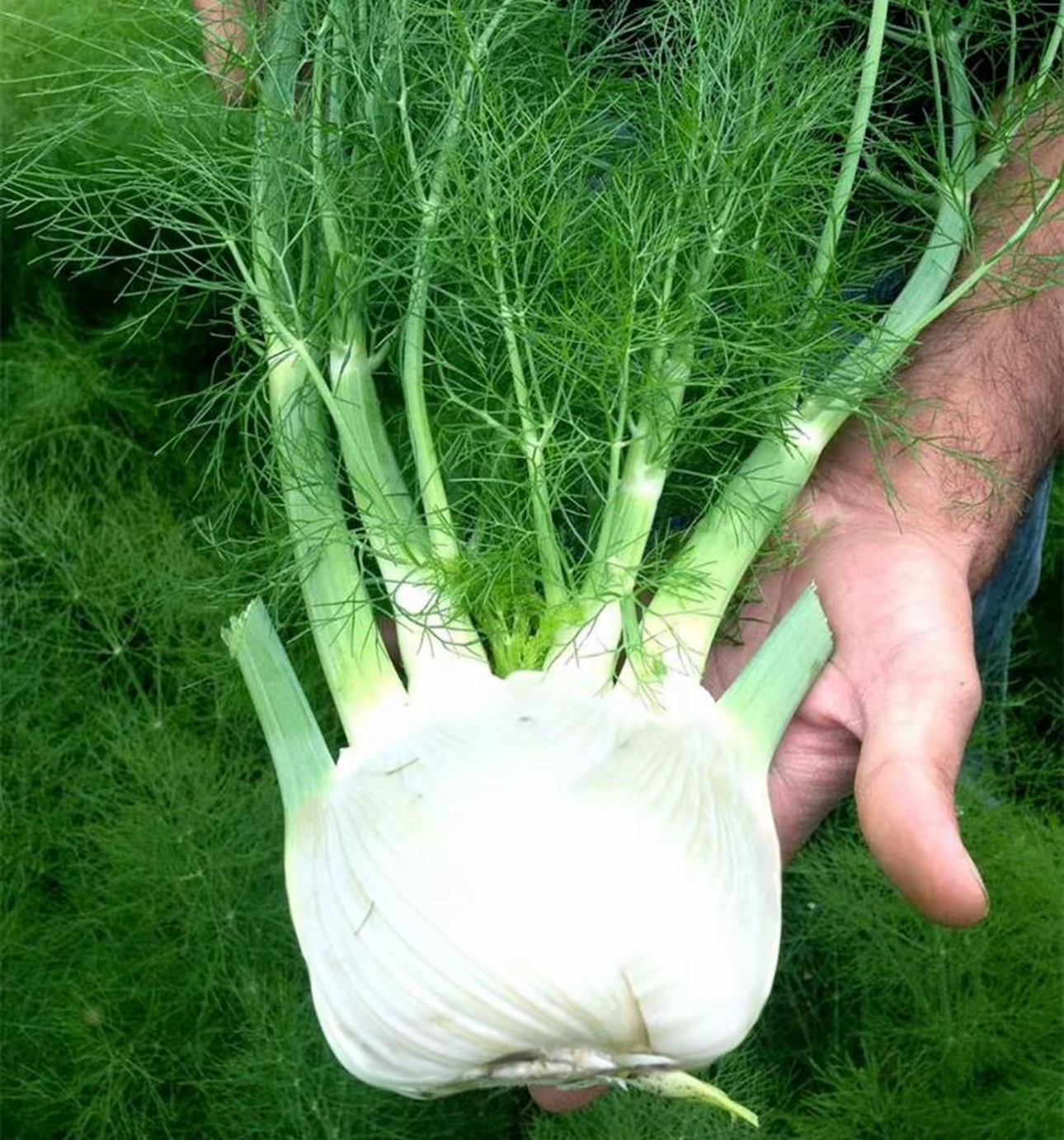 【球茎茴香种子】割茬小茴香结球四季播种子阳台盆栽