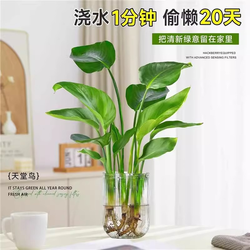 【新疆西藏包邮】摆件水培天堂鸟盆栽客厅室内大型绿植四季常青花卉