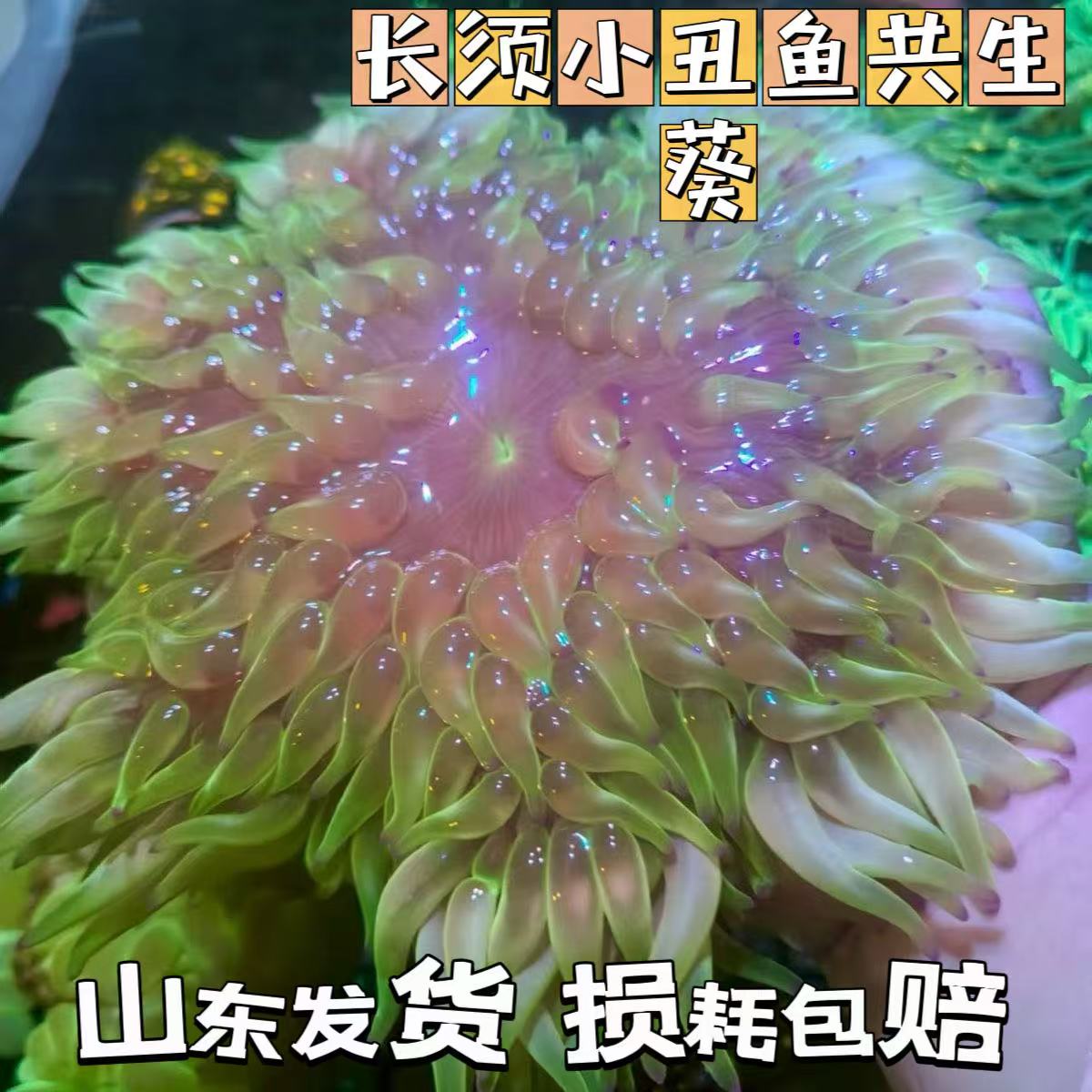 长须红肚海葵海水生物奶嘴海葵紫点小丑鱼共生海葵荧光大尺寸