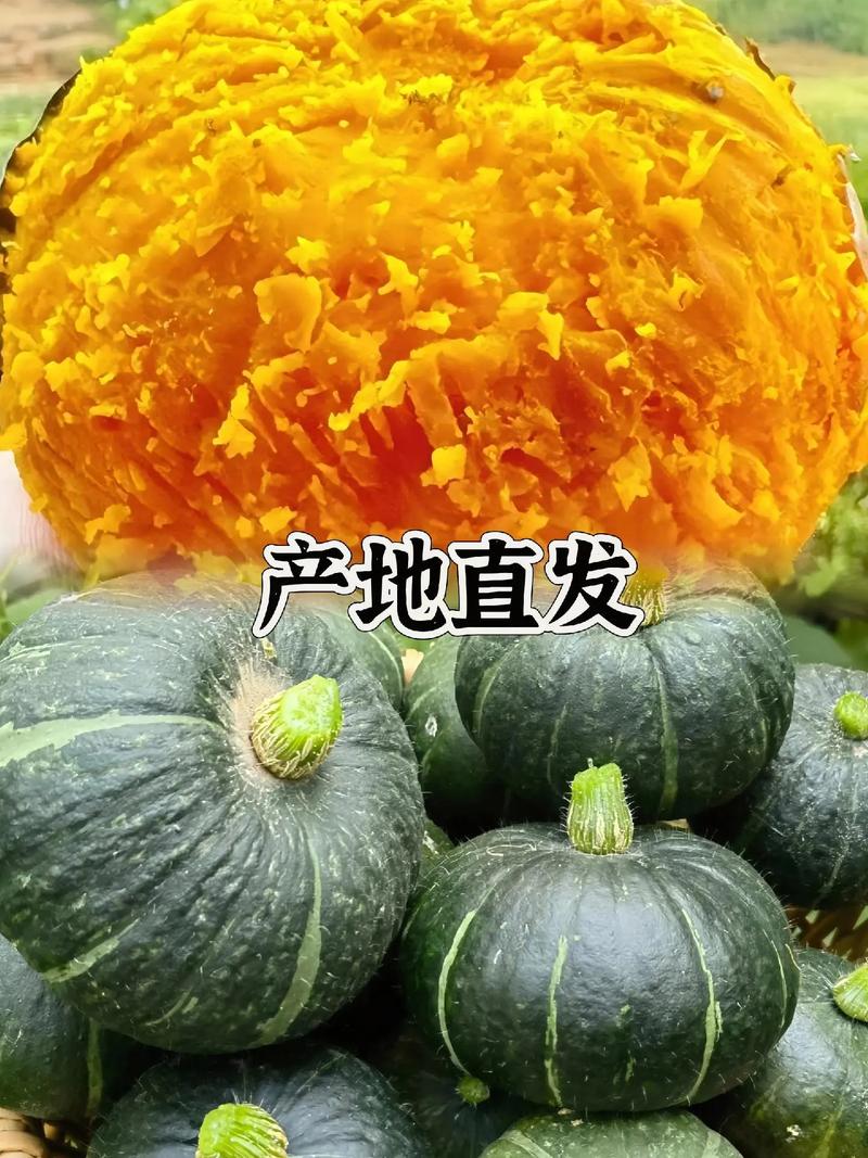 2025年正宗内蒙古沙地贝贝南瓜现摘现发