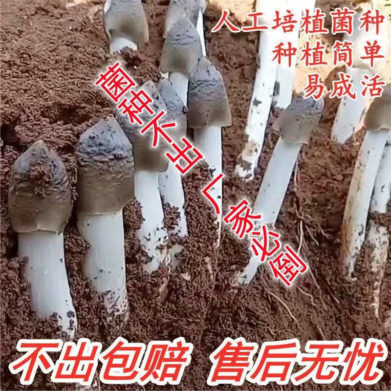 云南原种鸡枞菌菌种人工栽培新鲜蘑菇菌包可室内室外庭院野外种植
