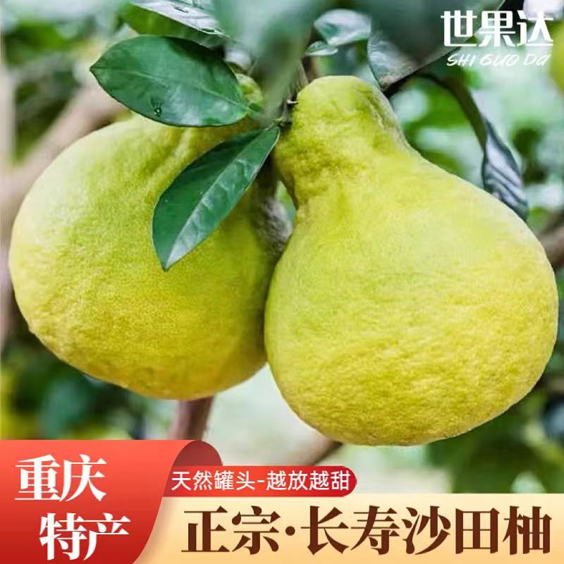 正宗重庆长寿湖沙田柚老树邻封水果特产新鲜白心金柚子古老钱整箱