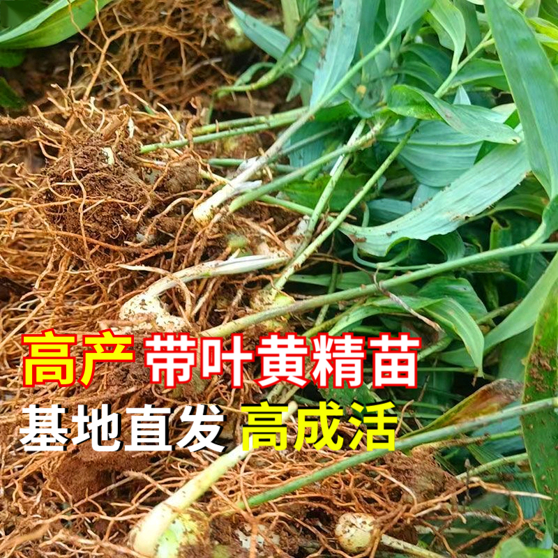 四川黄精苗黄精种苗药材苗新鲜现挖现发老虎姜种苗多花黄精苗姜型