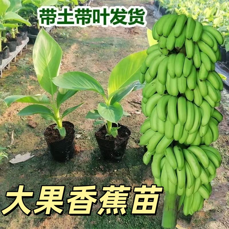 芭蕉树苗香蕉苗芭蕉苗苹果蕉皇帝蕉粉蕉红香蕉苗带土发货盆栽地栽