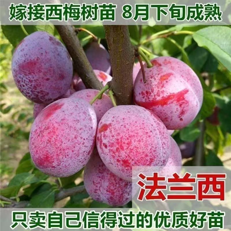 正宗嫁接法兰西西梅李子树苗南北方盆栽地栽种植当年结果树苗