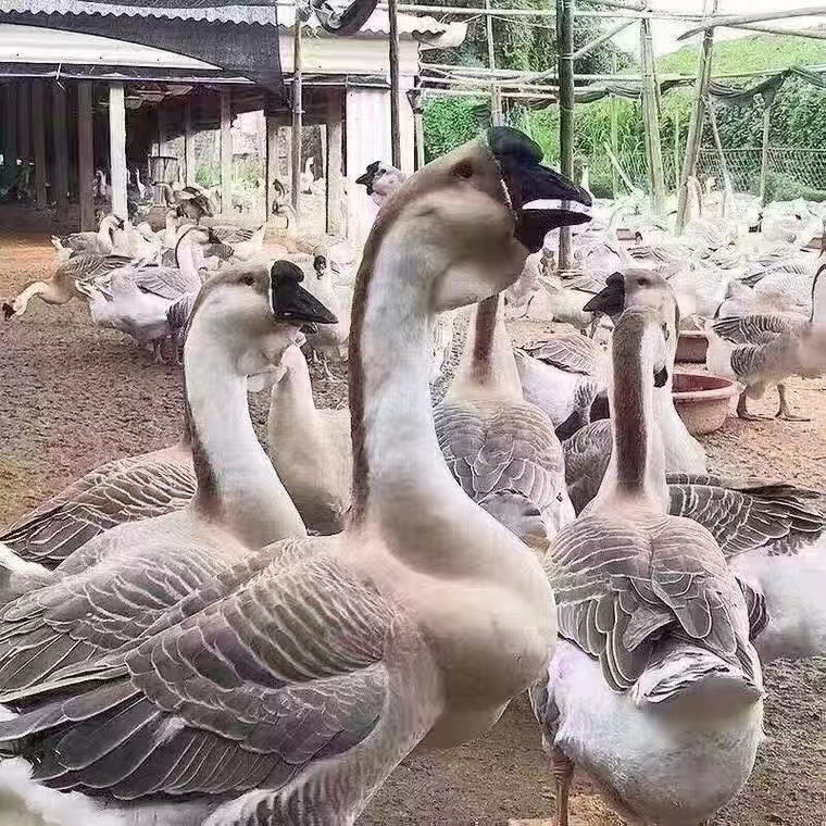 顺丰包邮10只大种灰鹅 宠物  宠物鹅（狮头）
