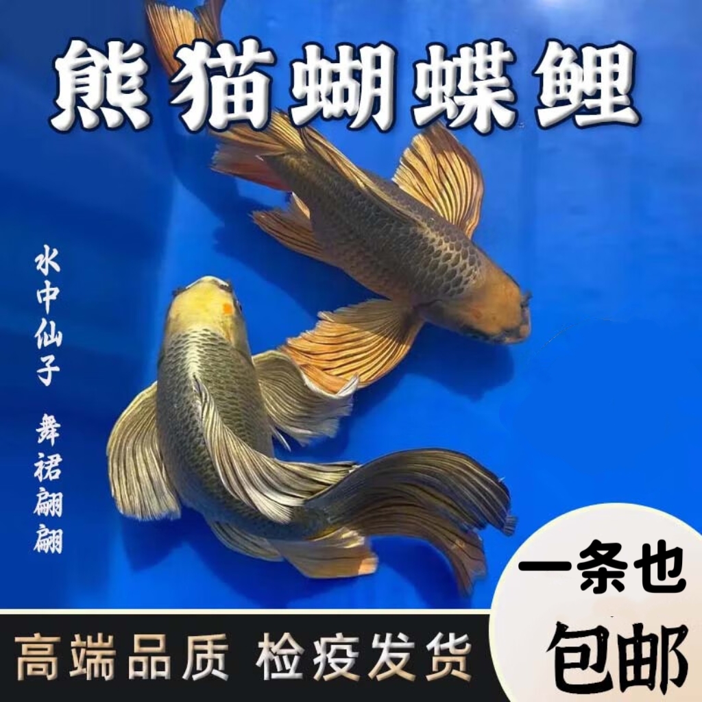 重金属熊猫蝴蝶鲤玛雅红纯种大鳍尾球体短身石膏白贵妃锦鲤观赏鱼