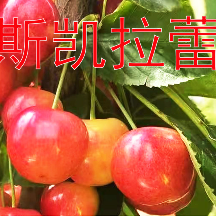 黄色大樱桃苗新品种车厘子苗烟台基地直发地栽花园丰产纯甜硬果