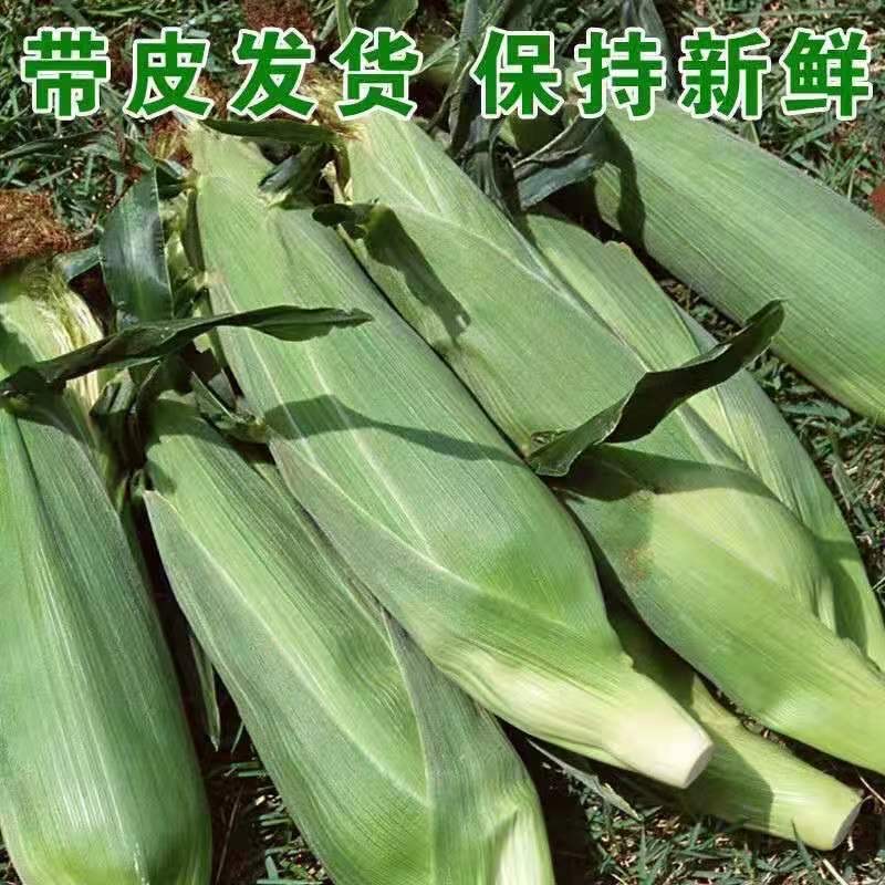 2025山东老式新鲜笨玉米带皮黄玉米山东特产苞米盐碱地玉米