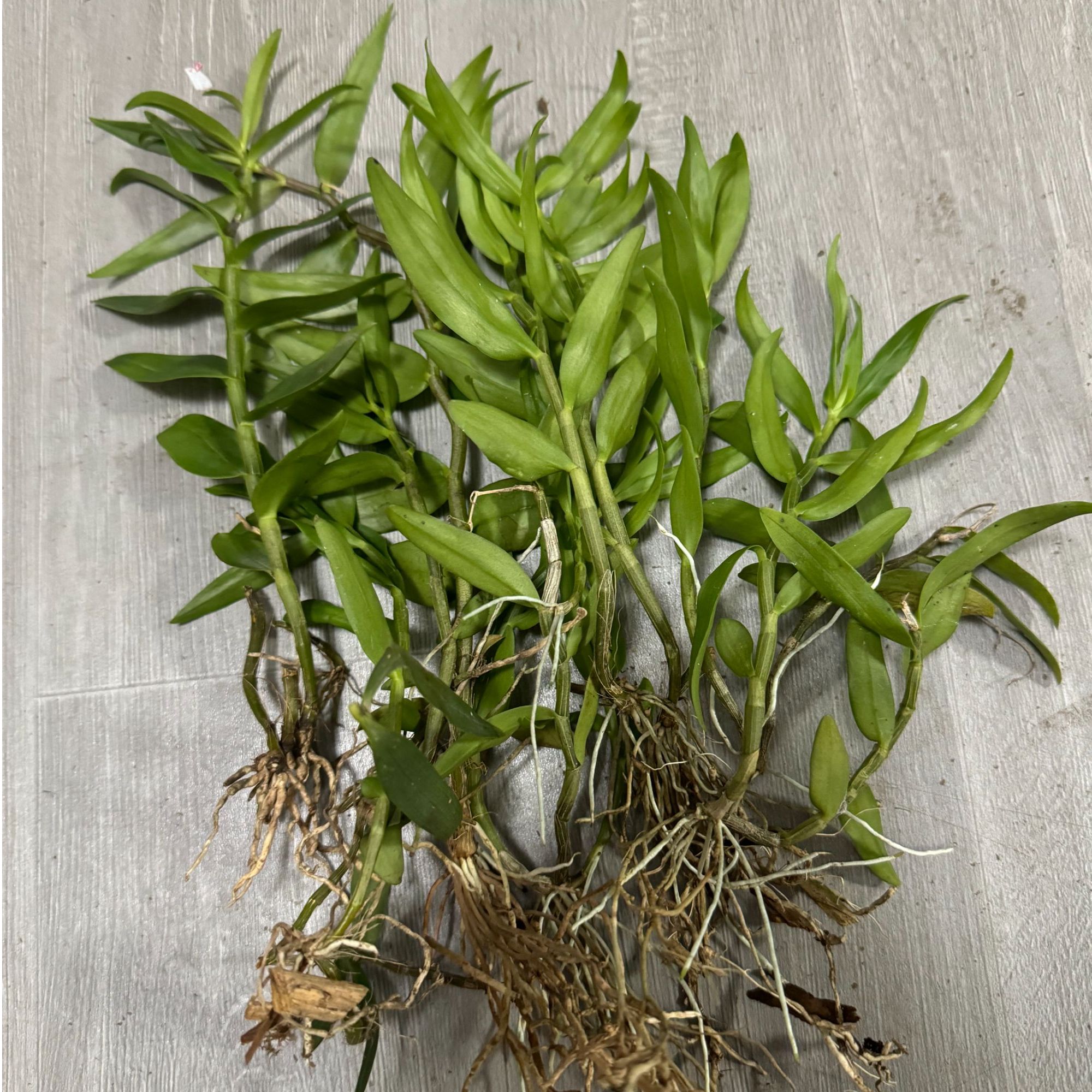 温州雁荡山铁皮石斛散十根苗