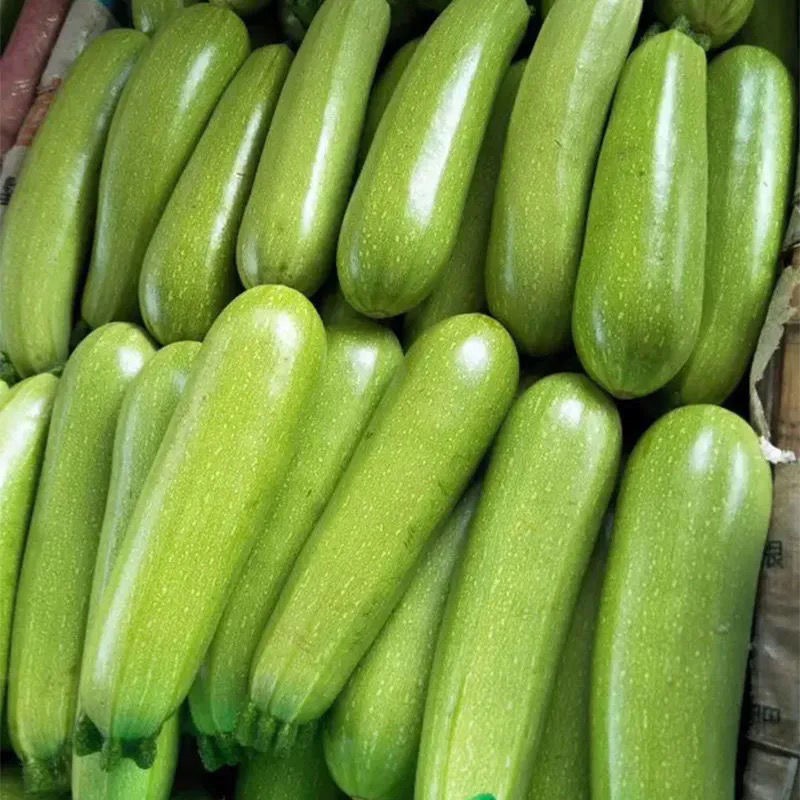 5斤包邮农家自种大棚新鲜蔬菜西葫芦菜瓜番瓜白角瓜小南瓜辅食