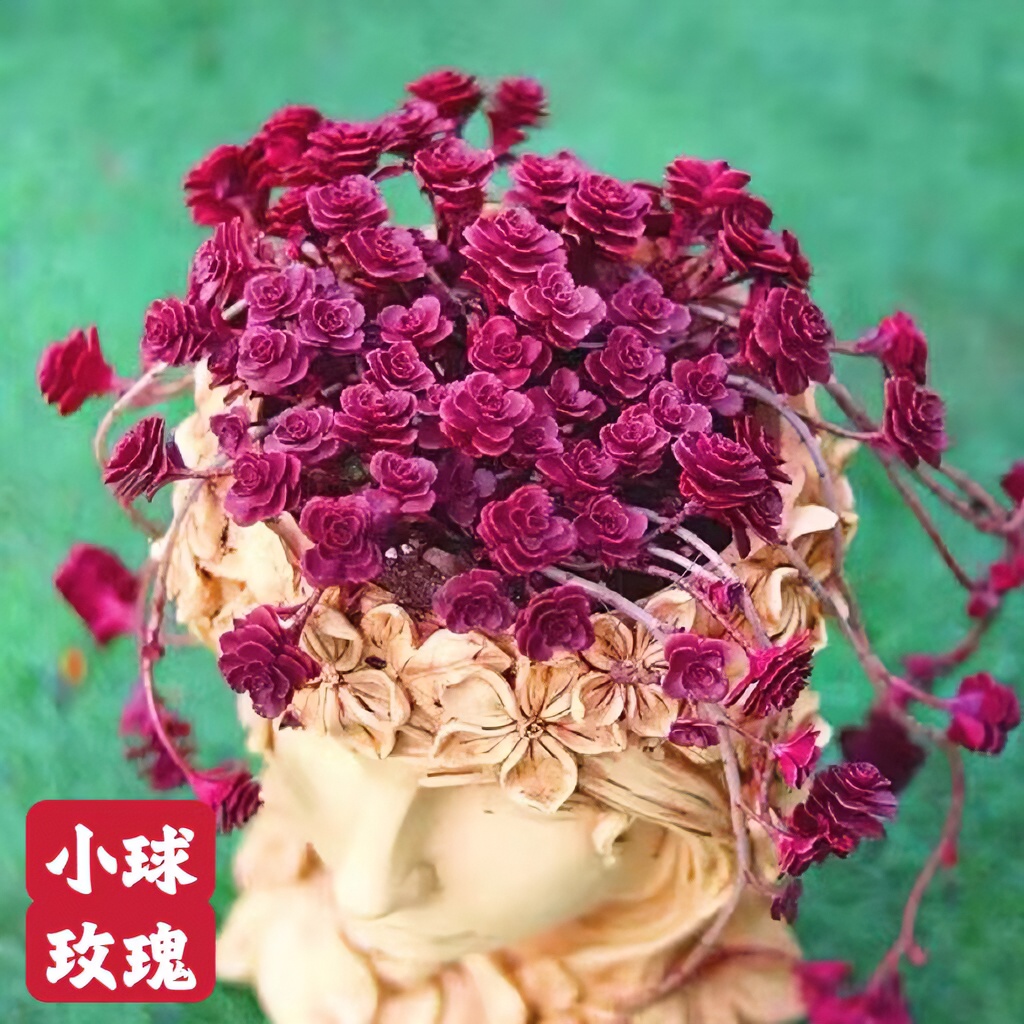 包邮小球玫瑰芍药老桩生龙血景天多肉植物组合多肉组合肉肉植物组