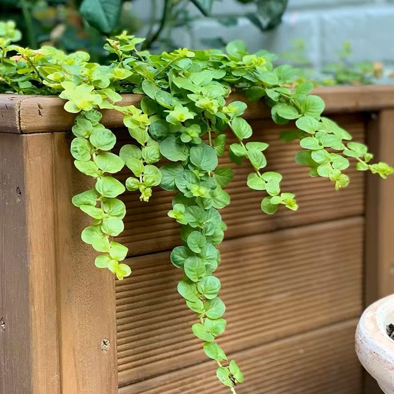 金叶过路黄盆栽地被可垂吊多年生耐热耐寒观叶常绿好养活花境植物